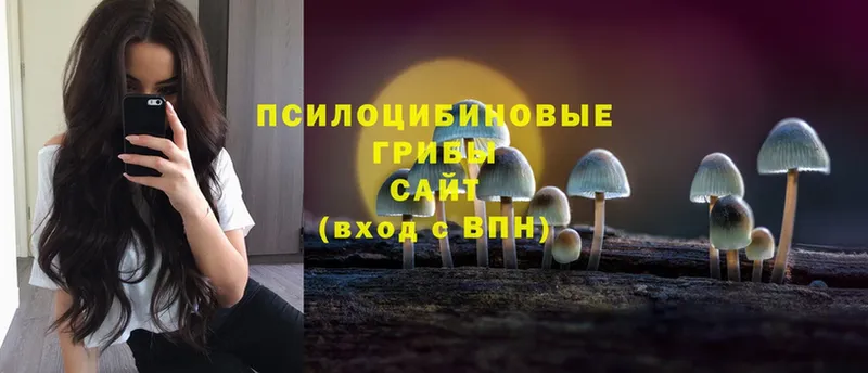 Галлюциногенные грибы Psilocybe  это телеграм  Мышкин 